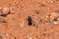 Cicindela punctulata