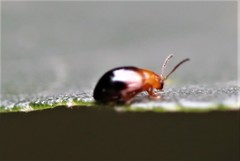 Nisotra bicolorata