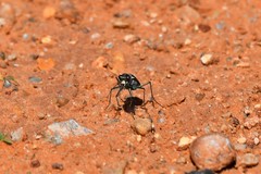 Cicindela punctulata
