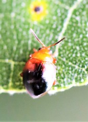 Nisotra bicolorata