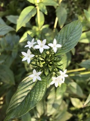 Pentas lanceolata