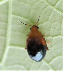 Nisotra bicolorata