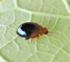 Nisotra bicolorata
