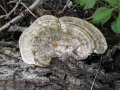 Trametes warnieri