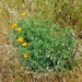 Eschscholzia californica californica