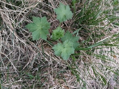Tracheophyta