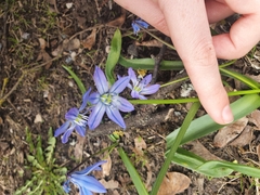Scilla siberica