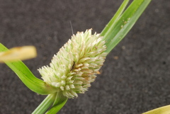 Cyperus sesquiflorus sesquiflorus