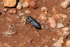 Cicindela punctulata