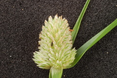Cyperus sesquiflorus sesquiflorus