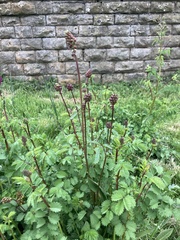 Sisymbrium officinale