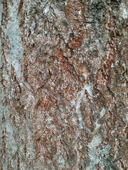Trentepohlia umbrina