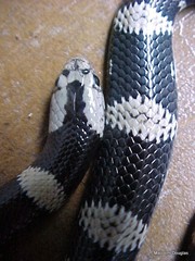 Elapsoidea boulengeri