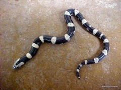 Elapsoidea boulengeri