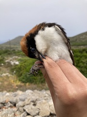 Lanius senator niloticus