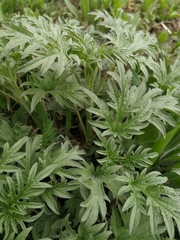 Urtica cannabina