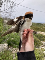 Lanius senator niloticus