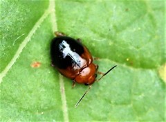 Nisotra bicolorata