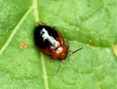 Nisotra bicolorata