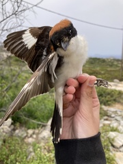 Lanius senator niloticus