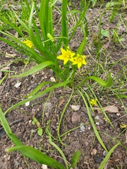 Gagea lutea