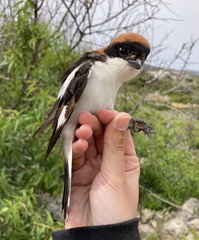 Lanius senator niloticus