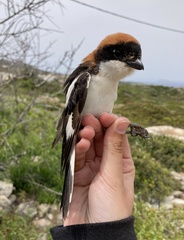 Lanius senator niloticus