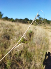 Urelytrum agropyroides