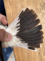 Lanius senator niloticus