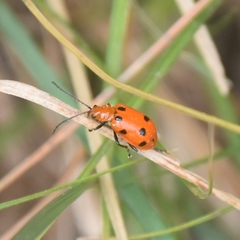 Paridea octomaculata