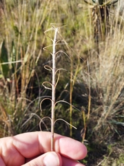 Urelytrum agropyroides