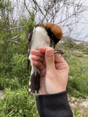 Lanius senator niloticus