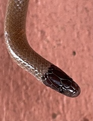 Tantilla