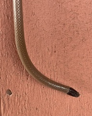 Tantilla