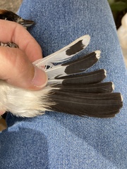 Lanius senator niloticus