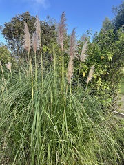 Cortaderia nitida