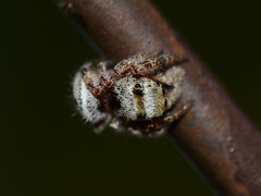 Phidippus clarus