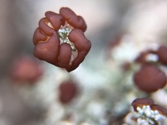 Stereocaulon condensatum