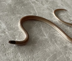 Tantilla