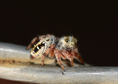 Phidippus clarus