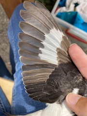 Lanius senator niloticus