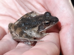 Rana dalmatina