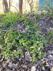 Urtica dioica