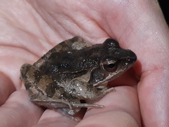 Rana dalmatina