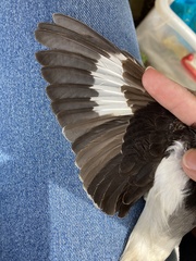 Lanius senator niloticus