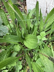 Plantago lanceolata
