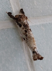 Indarbela