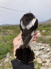 Lanius senator niloticus