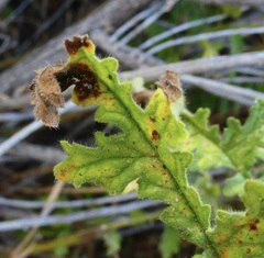 Coelopoeta phaceliae