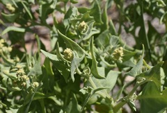 Atriplex phyllostegia